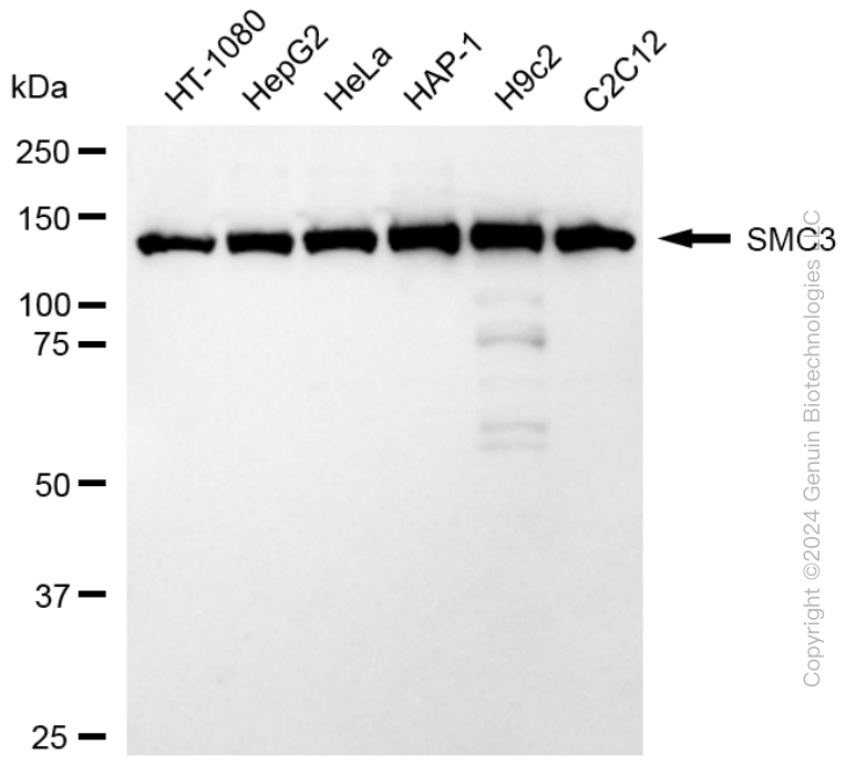 SMC3 antibody