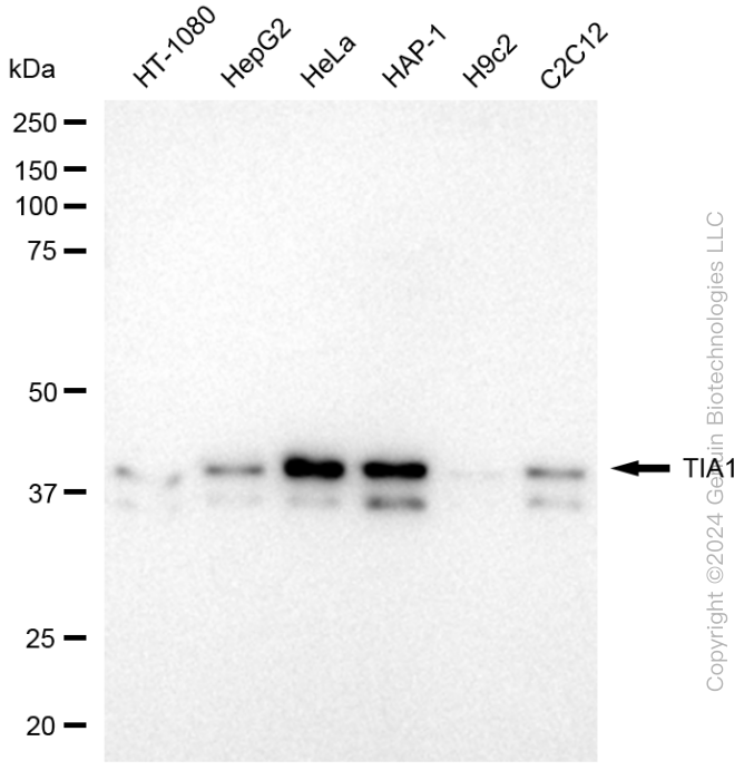 TIA1 antibody