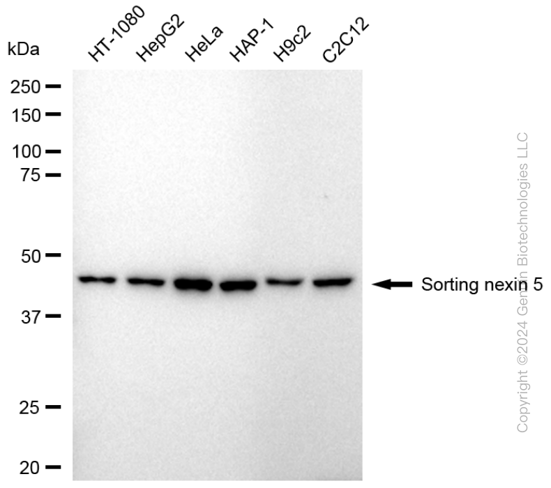 SNX5 antibody