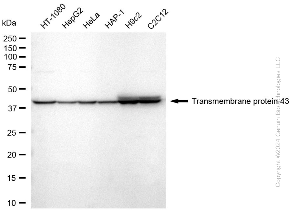 TMEM43 antibody