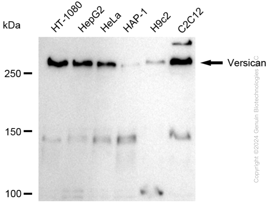 VCAN antibody