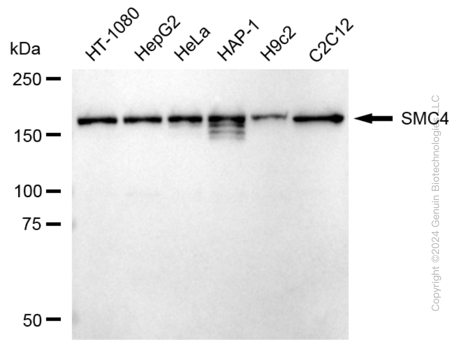 SMC4 antibody