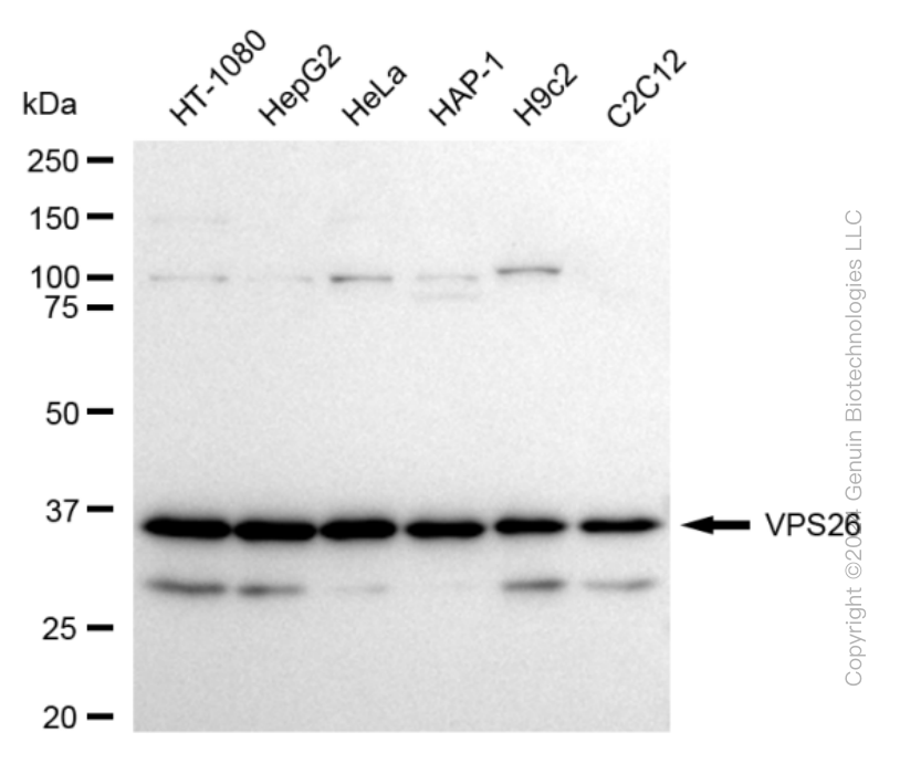 VPS26A antibody