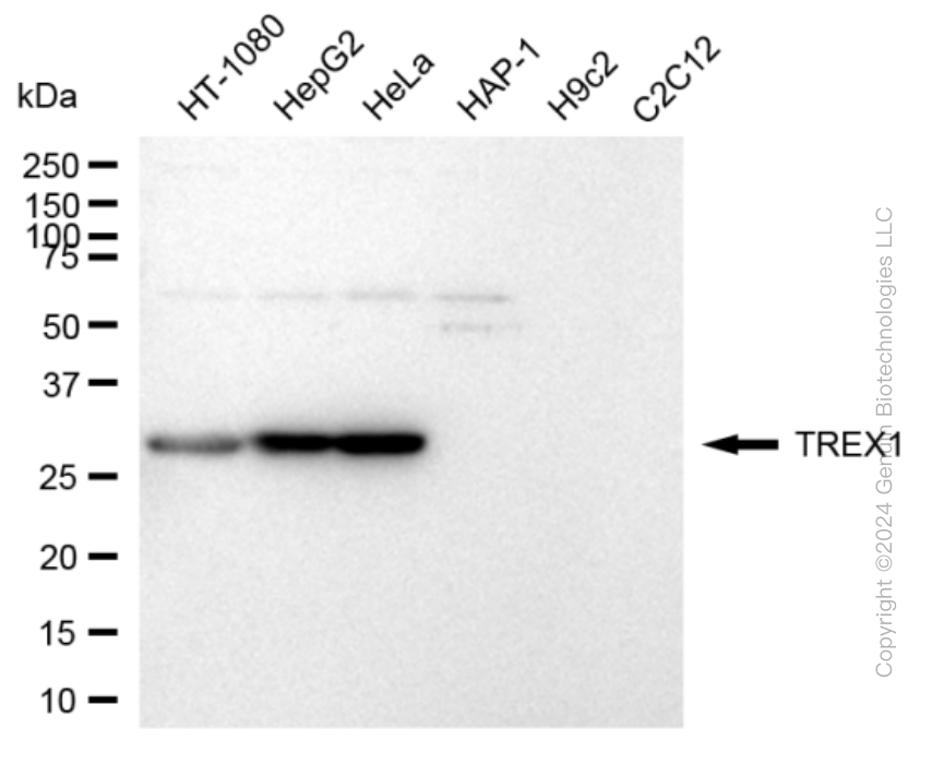 TREX1 antibody