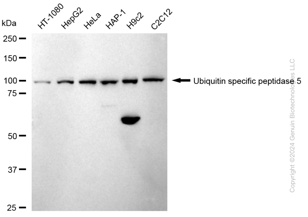 USP5 antibody