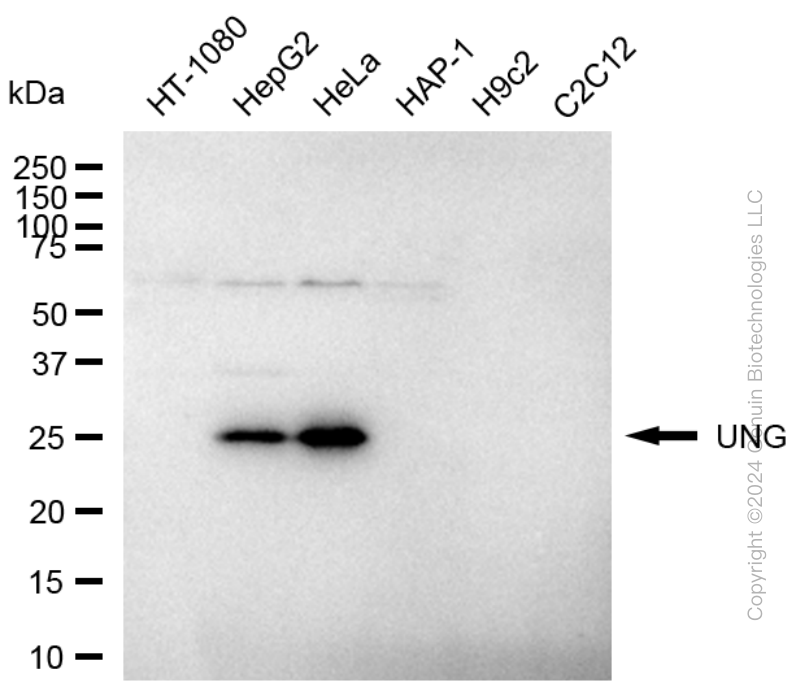 UNG antibody