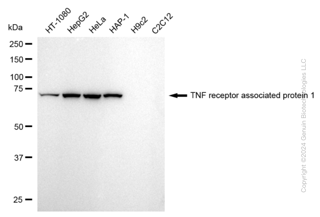 TRAP1 antibody