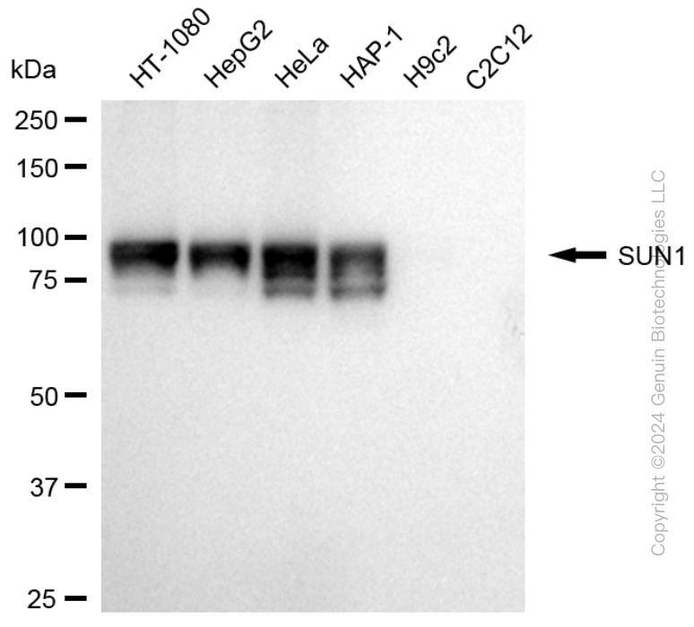 SUN1 antibody