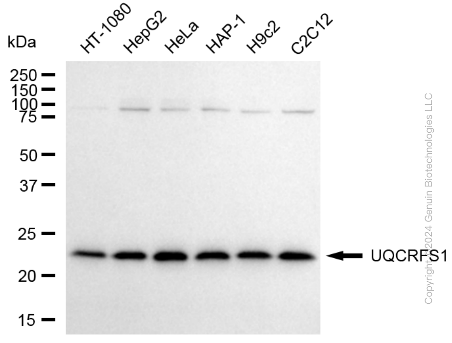 UQCRFS1 antibody