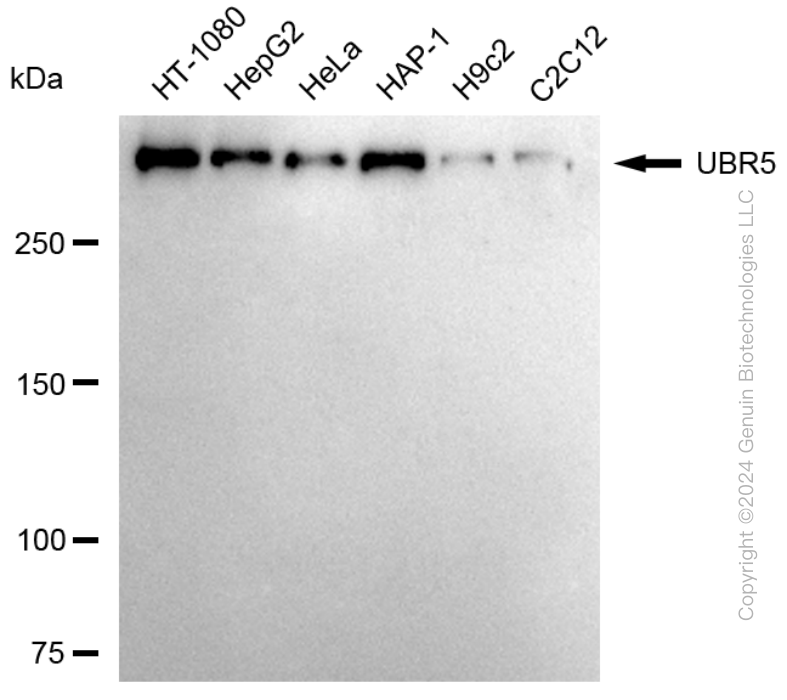 UBR5 antibody