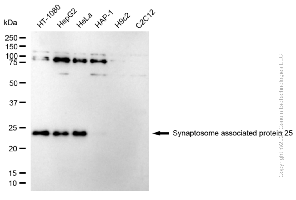 SNAP25 antibody