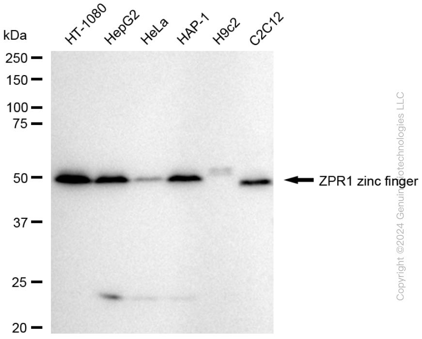 ZPR1 antibody