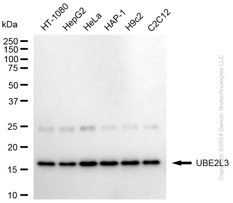 UBE2L3 antibody