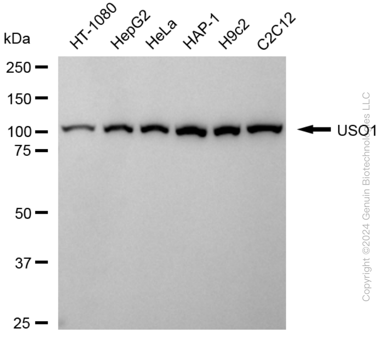USO1 antibody