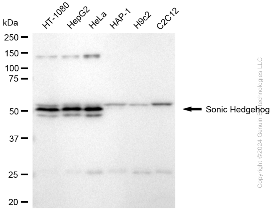 SHH antibody
