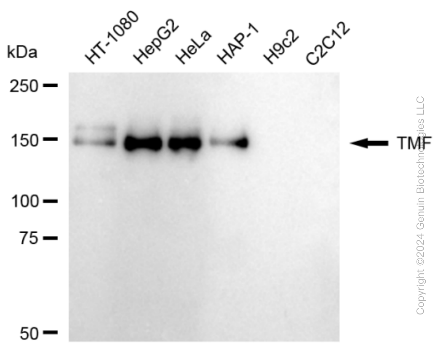 TMF1 antibody