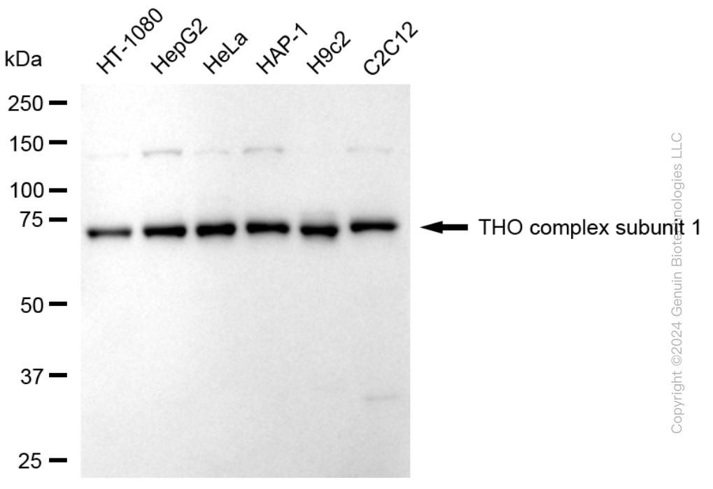THOC1 antibody