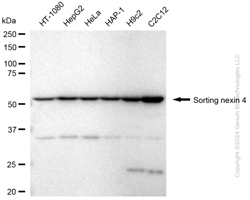 SNX4 antibody