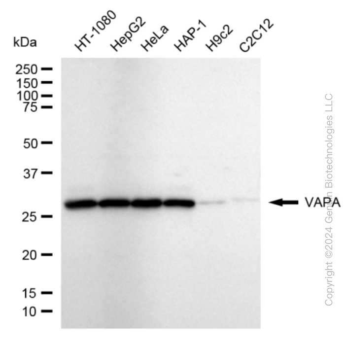 VAPA antibody