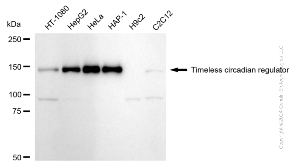 TIMELESS antibody