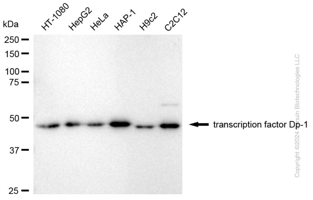 TFDP1 antibody