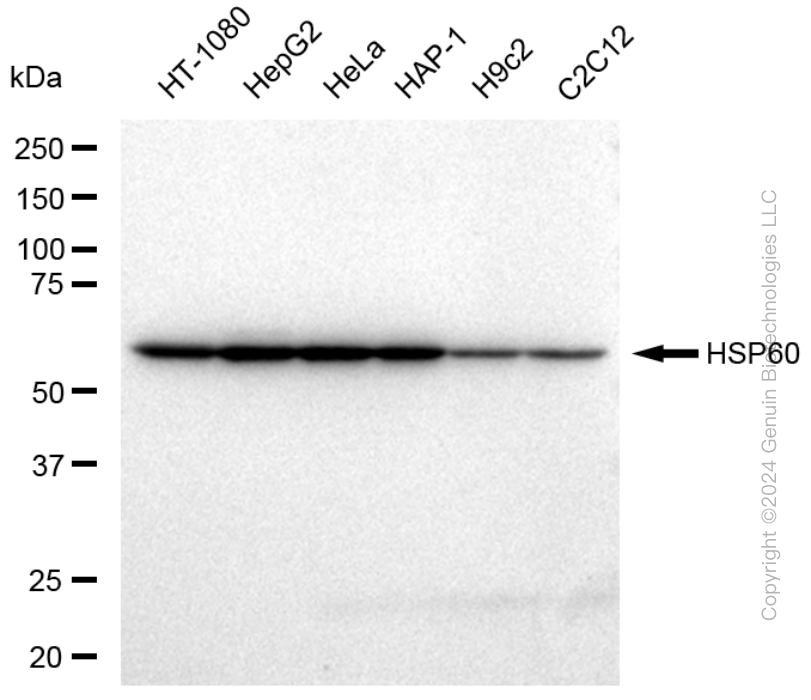HSPD1 antibody