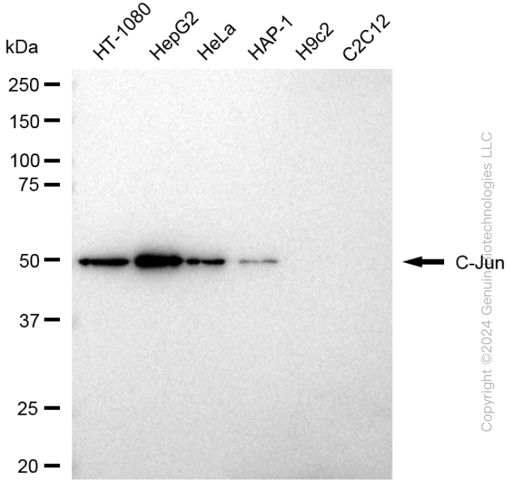 JUN antibody