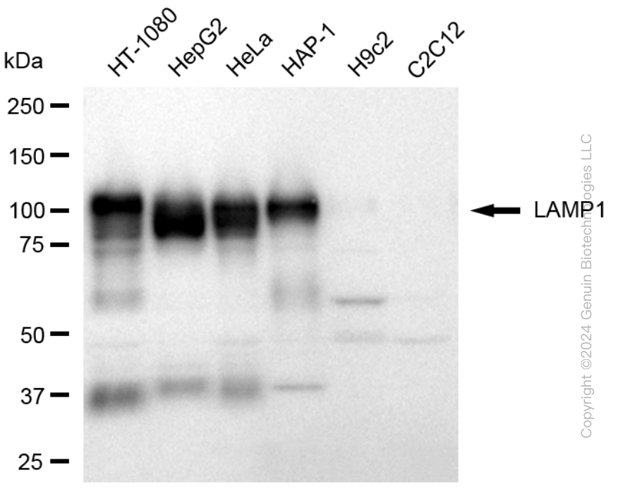 LAMP1 antibody