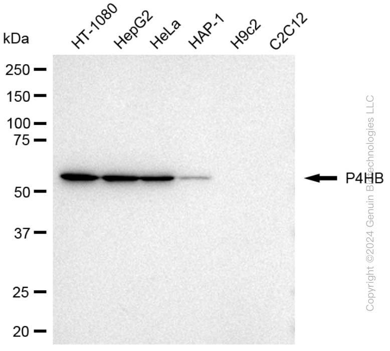 P4HB antibody