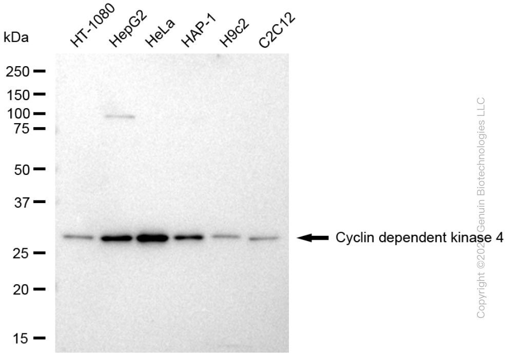 CDK4 antibody