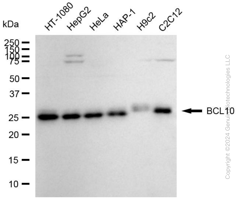 BCL10 antibody