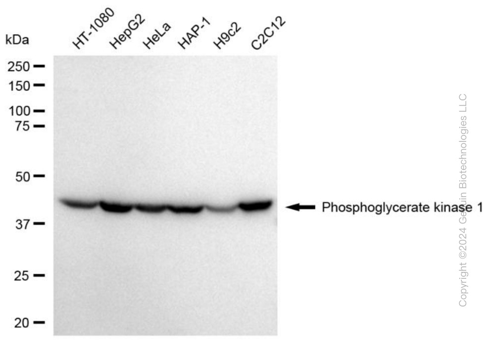 PGK1 antibody