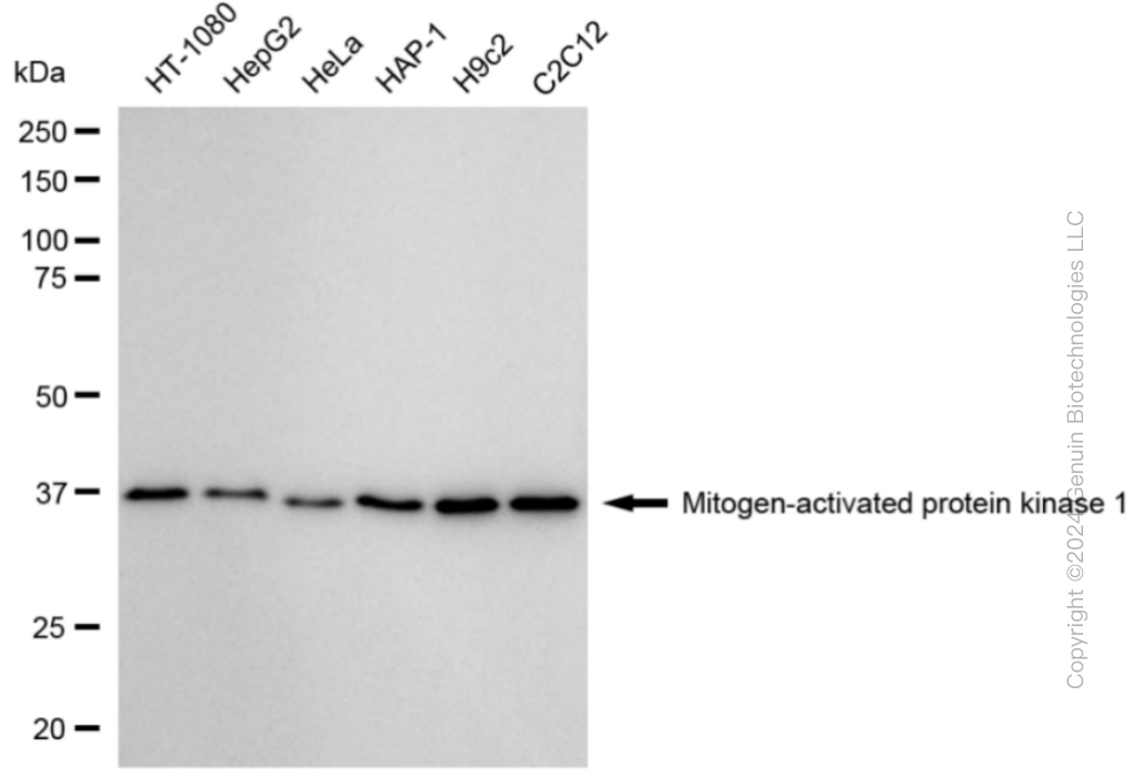 MAPK1 antibody