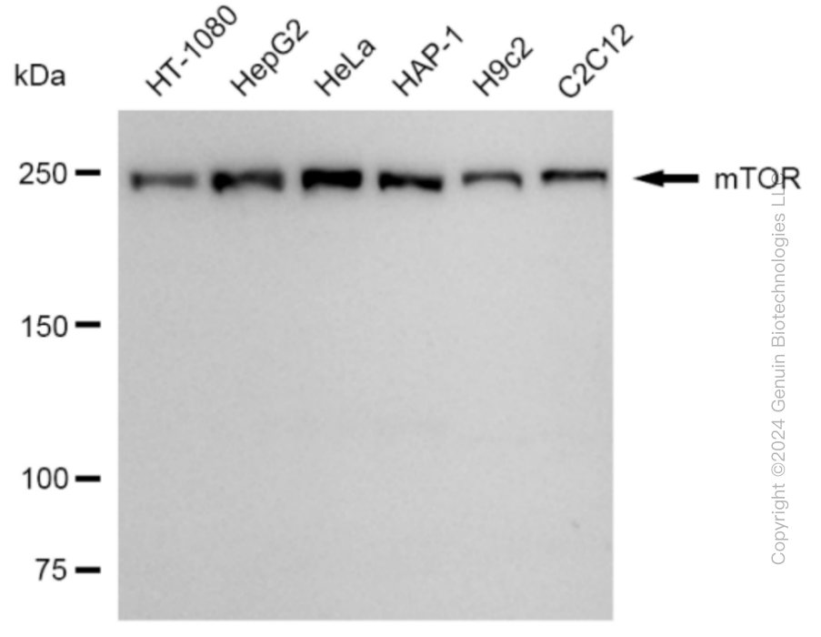 MTOR antibody