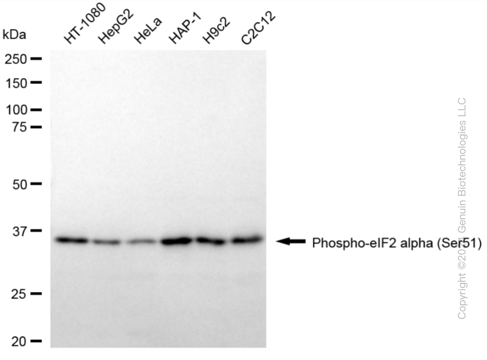 EIF2S1 antibody