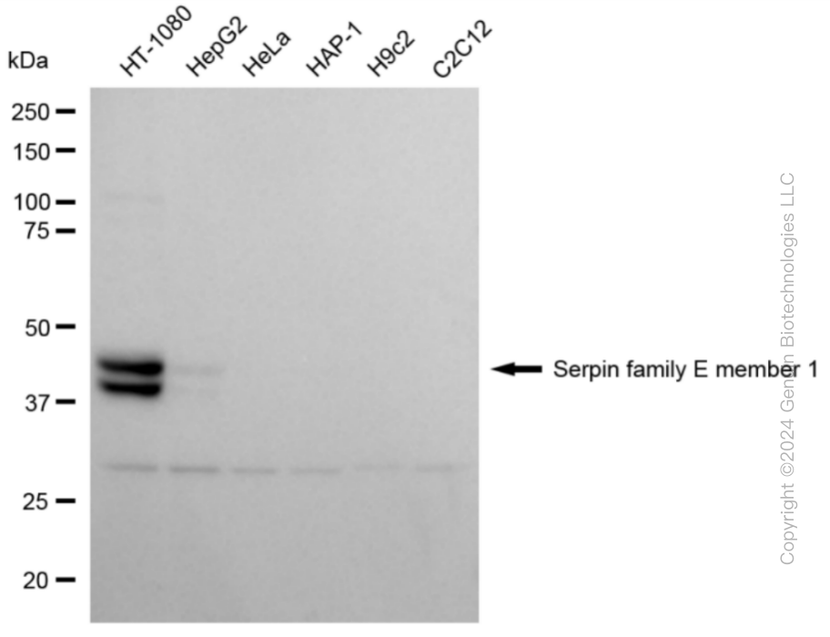 SERPINE1 antibody