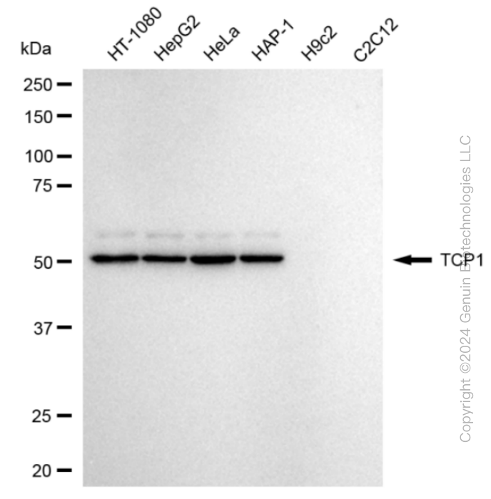 TCP1 antibody