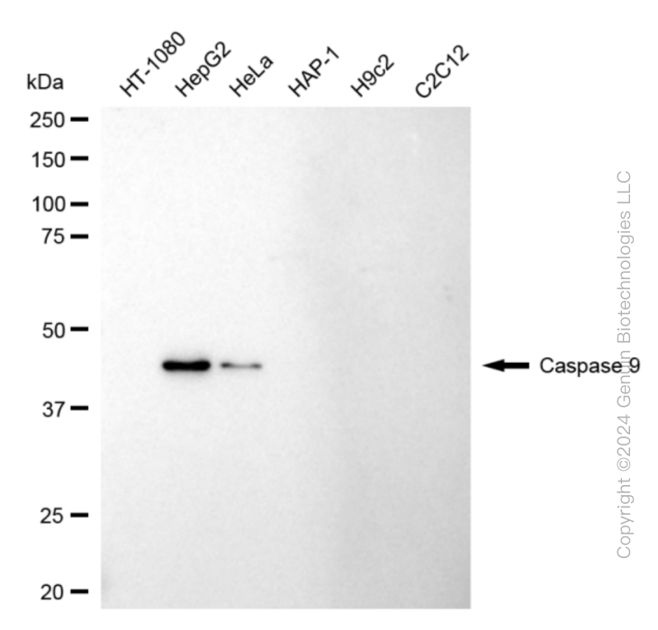 CASP9 antibody