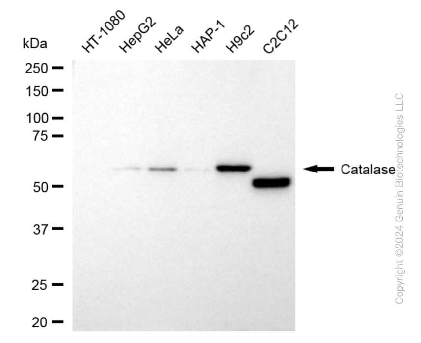CAT antibody