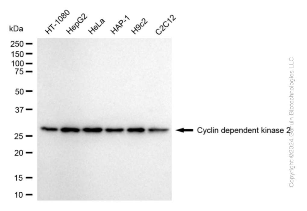 CDK2 antibody