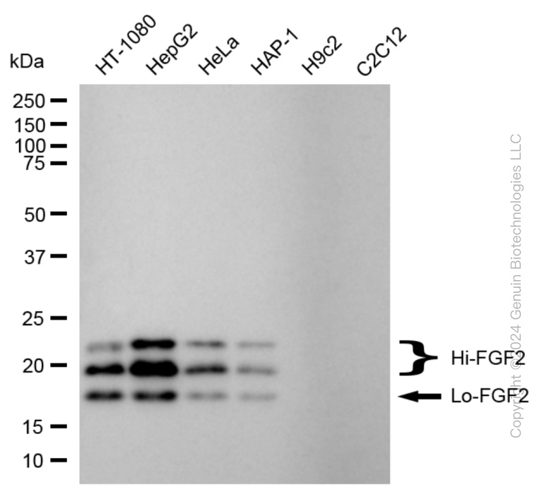 FGF2 antibody