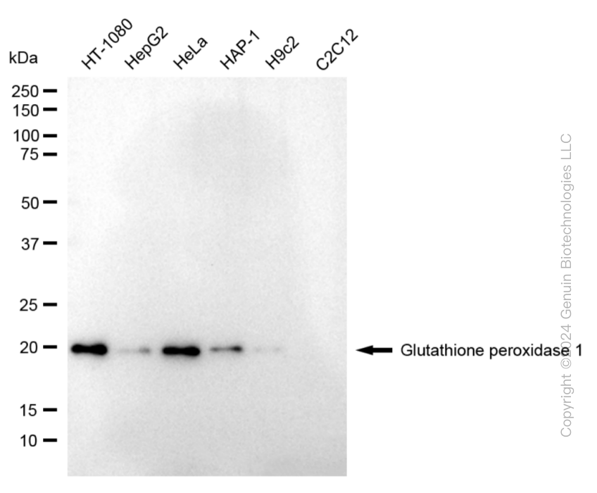 GPX1 antibody