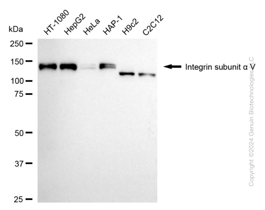 ITGAV antibody