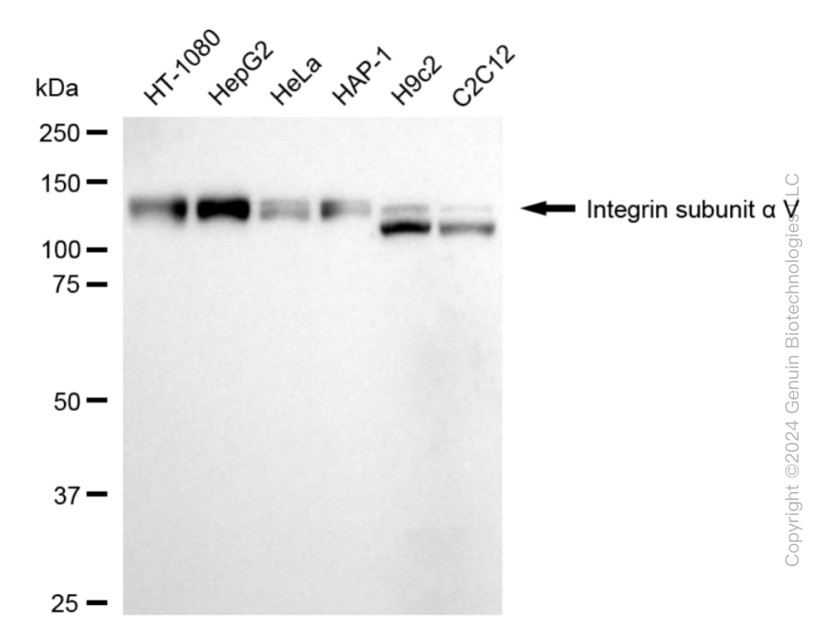 ITGAV antibody