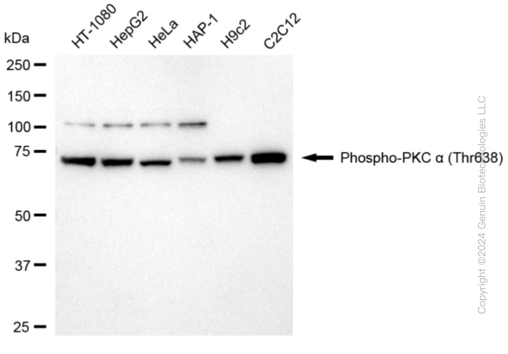 PRKCA antibody