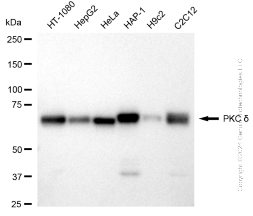 PRKCD antibody