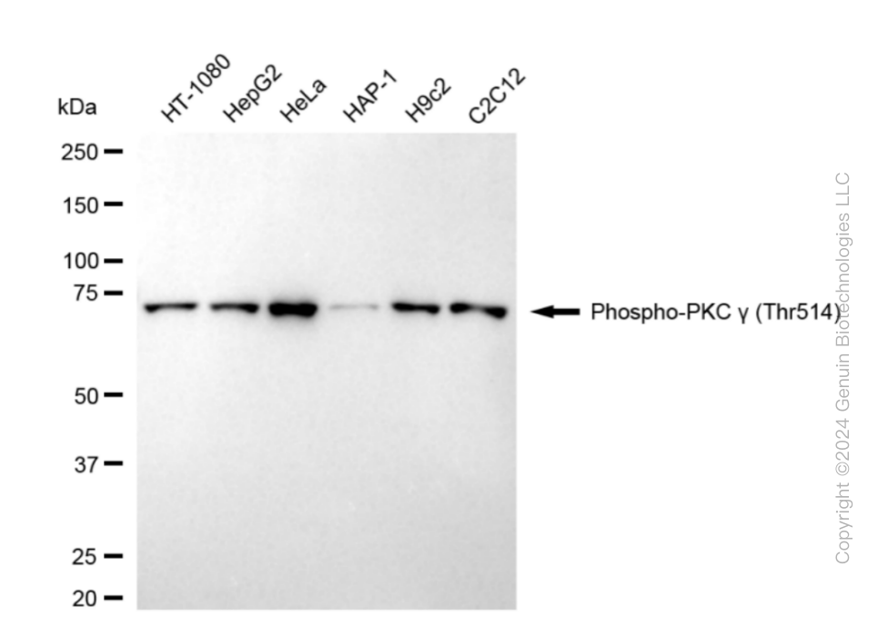 PRKCG antibody