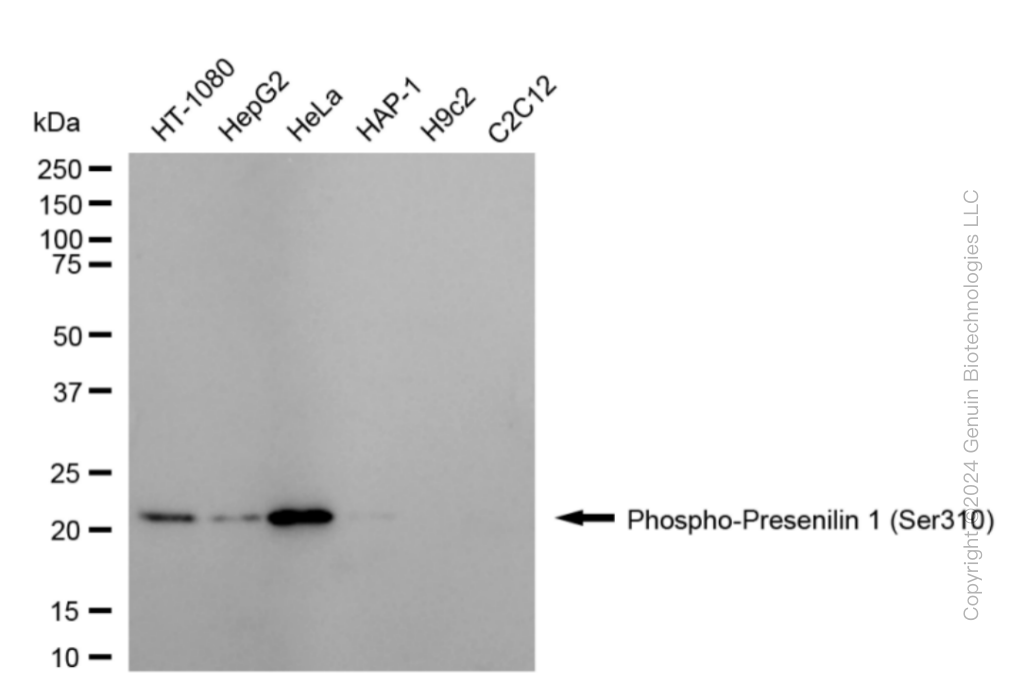 PSEN1 antibody