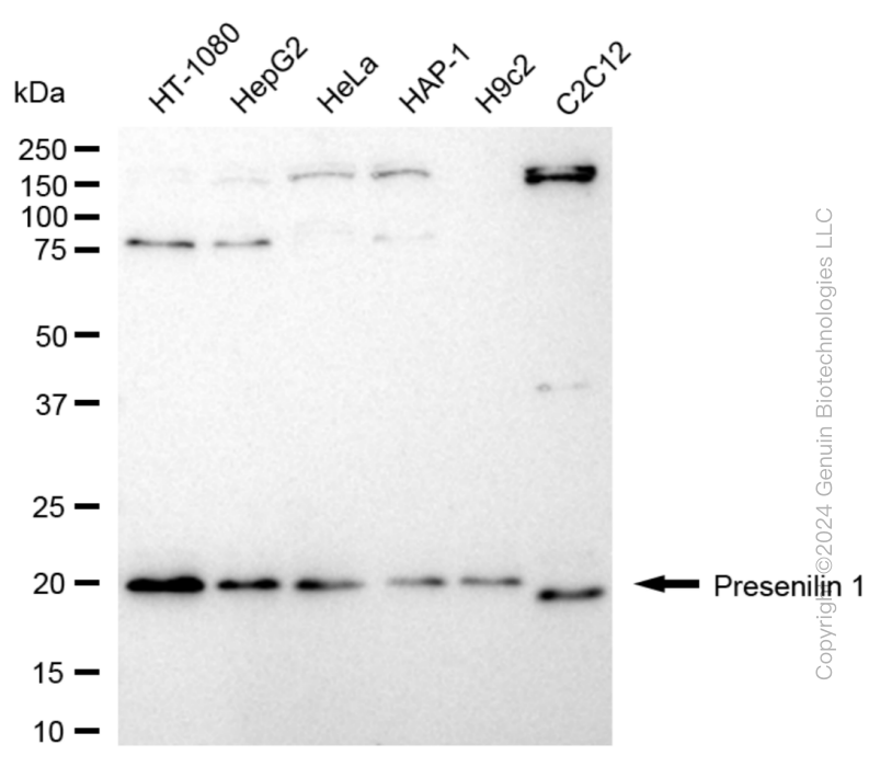 PSEN1 antibody