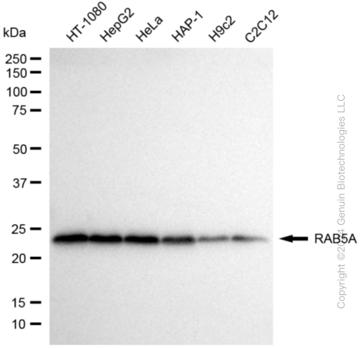 RAB5A antibody